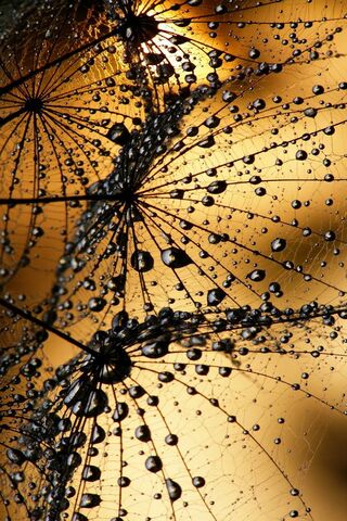 Nature's Delicate Whispers: Dandelion Dreams