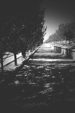 Shadows of Serenity 🌳✨