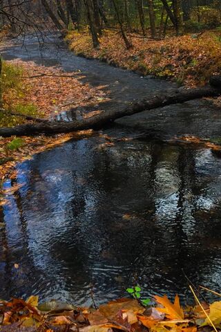 Autumn Serenity at Fall..