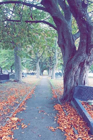 Whispers of Autumn: A Serene Cemetery Path 🍂
