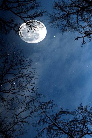 Moonlit Whispers 🌙✨