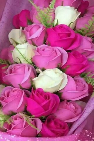 Pink Roses