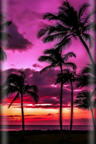 Sunset Serenity at Florida's Edge 🌅🌴