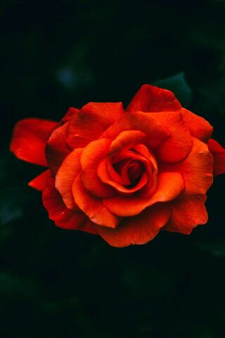 Rossa Rosa: The Fiery Bloom of Passion 🌹🔥