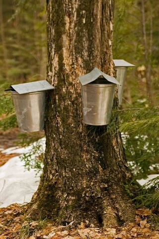 Sap-Collecting