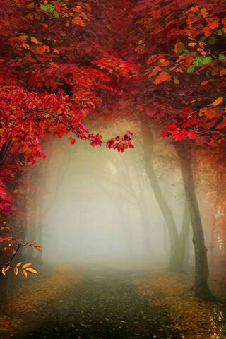 Autumn's Enchanted Pathway 🍂✨