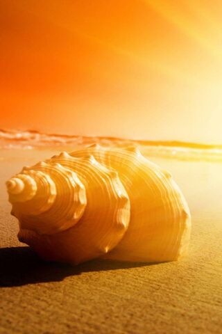 Conch