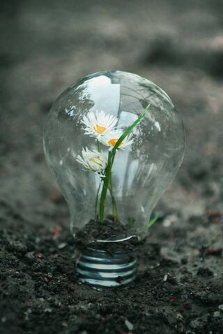 Illuminating Hope 🌼💡