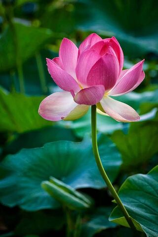 Blossoming Serenity: Th..