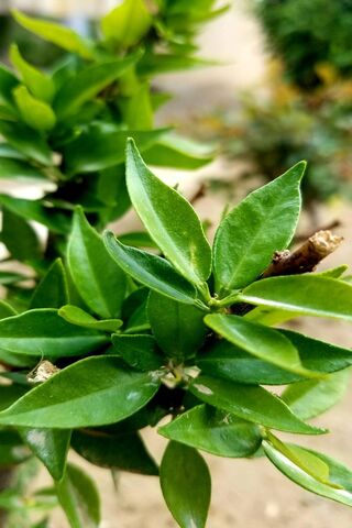 Lush Greenery: Nature's Embrace 🌿