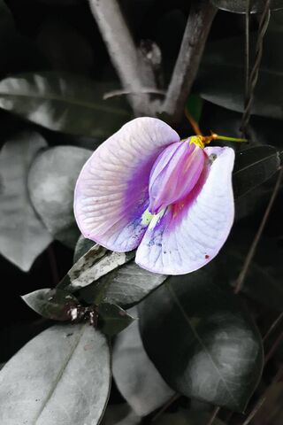 Hermosa Bloom: Nature's Elegant Masterpiece 🌸✨