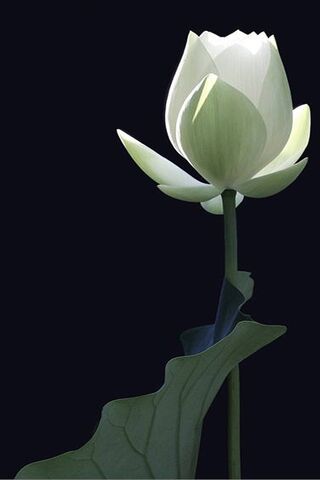 Serenity in Bloom: The ..