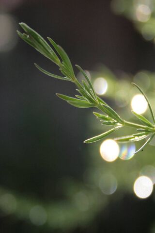 Herb of Serenity 🌿✨