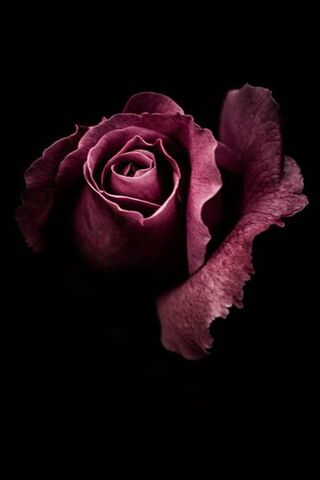 Whispers of Elegance: T..