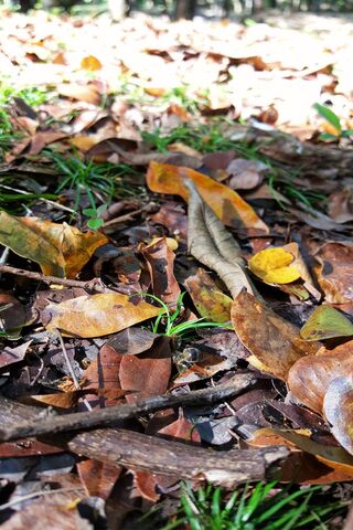 Dry Leaves
