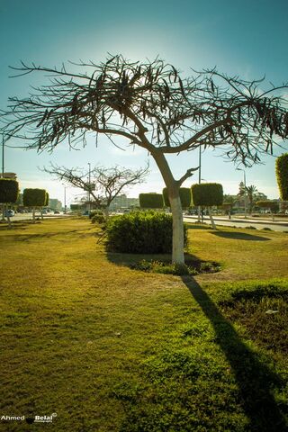 Whispers of Nature: The Resilient Tree 🌳✨
