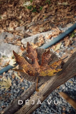 Nature's Echo: A Leaf's Journey 🍂✨