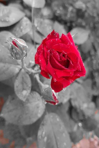 Crimson Elegance: A Rose in Bloom 🌹✨