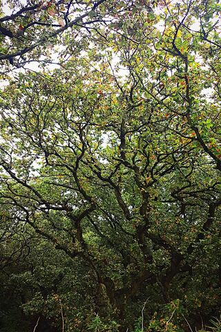 Whispers of the Wild 🌳✨