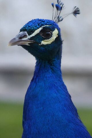 Majestic Blue: The Real Ret