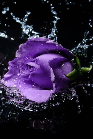 Rosa Viola: A Splash of Elegance 🌹💦