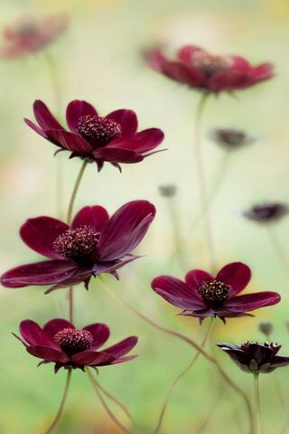 Cosmic Blooms: A Dance of Nature 🌌🌸