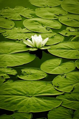 Serenity of the Lotus 🌸