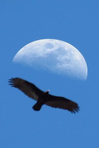 Soaring Under the Moonlight 🌙🦅