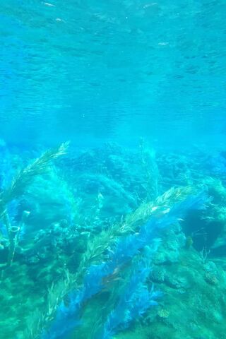 Exploring the Depths: Nemo's Underwater Adventure 🌊🐠