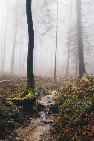 Whispers of the Bosque ..