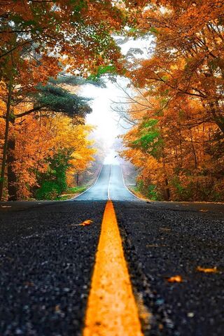 Autumn's Embrace: A Jou..