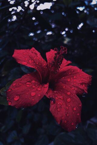 Dew-Kissed Hibiscus: Na..