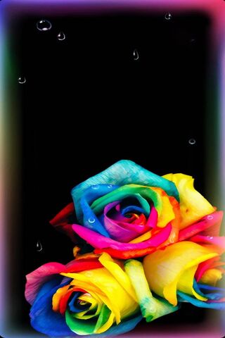 Rainbowroses