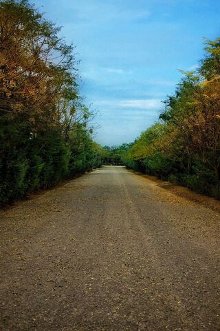 Roud: The Pathway to Serenity 🌳✨