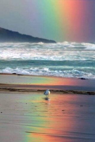 Seagull Under the Rainbow 🌈🕊️