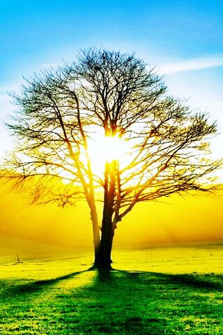 Sunrise Serenity: The M..