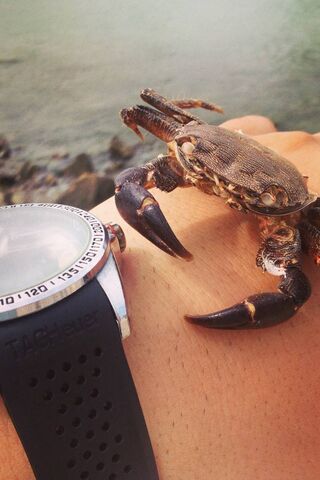 Clawing for Attention! 🦀