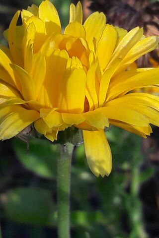 Golden Sunshine: The Da..