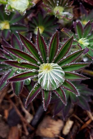 Lupin's Radiant Beauty 🌿✨
