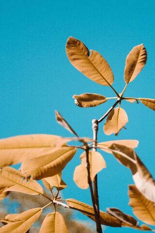Golden Leaves Against a Blue Sky 🌿☀️