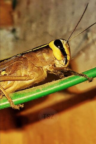 The Marvelous Grasshopper: Nature's Acrobat 🦗✨