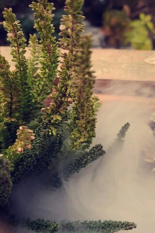 Whispers of the Smoked Garden 🌿💨