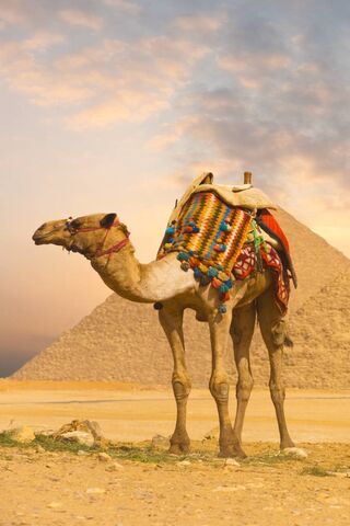 Desert Majesty: The Camel of the Pyramids 🐪🏜️