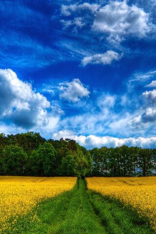 Golden Pathway to Serenity 🌾☁️