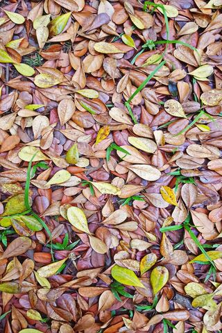 Autumn's Gentle Embrace 🍂