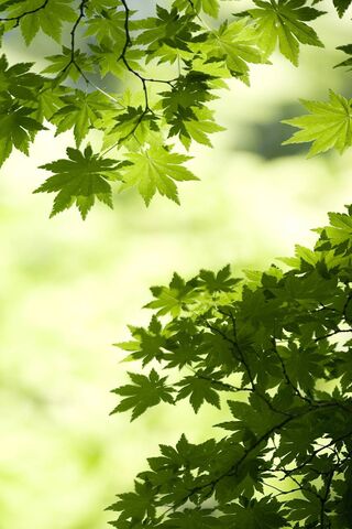 Зеленые кленовые листья