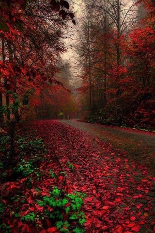 Autumn's Embrace 🍂✨