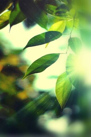 Nature's Embrace: A Gli..