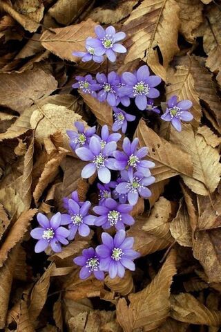Blooming Beauty: A Spri..