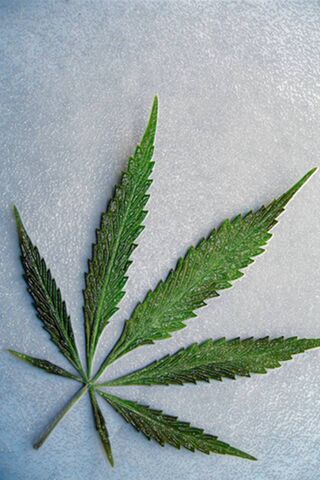 Marijuan Leaf